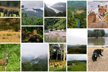 15 Top Must-Visit Wildlife Sanctuaries in Karnataka