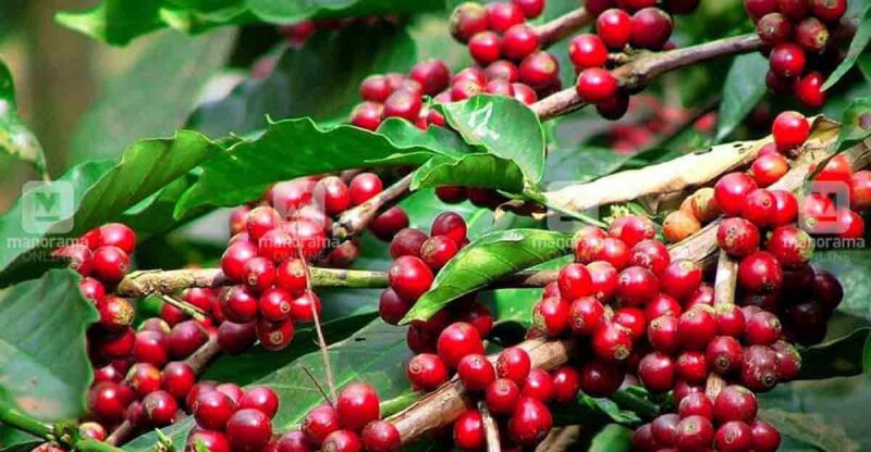 Coffee Plantations - AWAYCABS