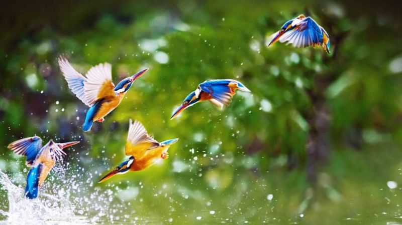 Ranganathittu Bird Sanctuary - AWAYCABS