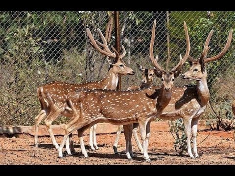 Deer Park, Tirupati - Away Cabs