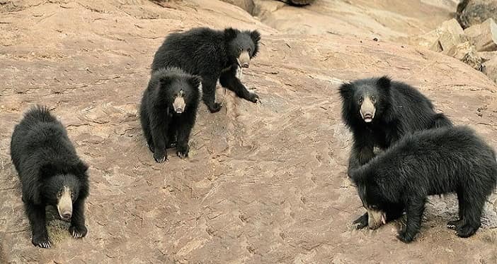 Daroji Sloth Bear Sanctuary - AWAYCABS
