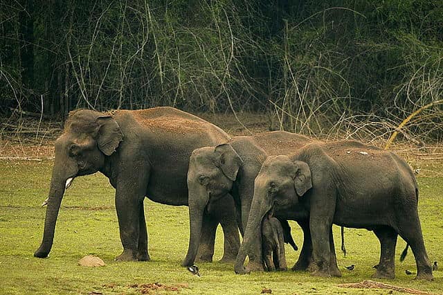 Dubare Elephant Camp - Away Cabs