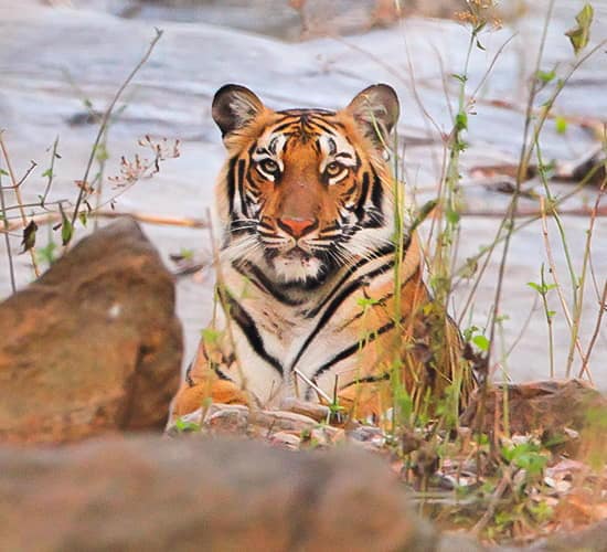 Kali Tiger Reserve - AWAYCABS