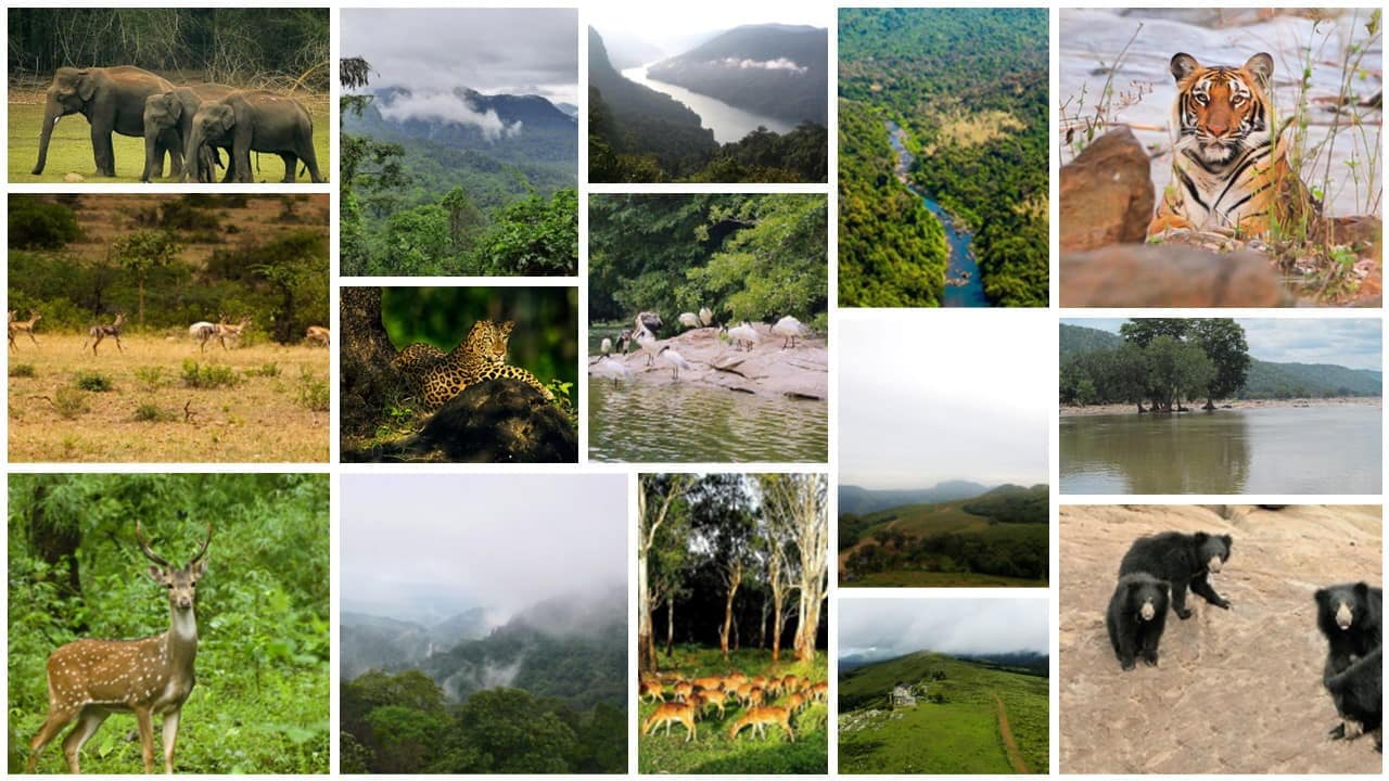 15 Top Must-Visit Wildlife Sanctuaries in Karnataka - AWAYCABS